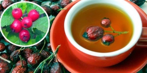 Čaj od gloga: koristi i štete